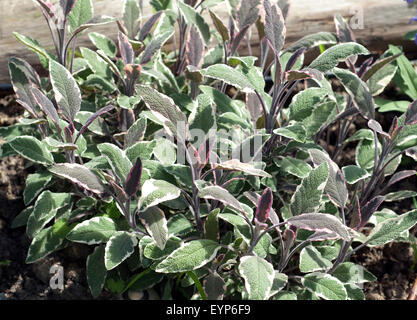 Dreifarbiger, Salbei; Salvia, officinalis; Tricolor, Stock Photo