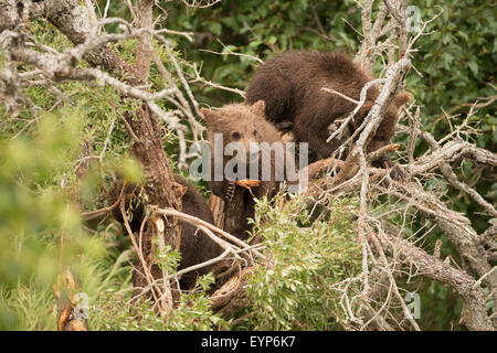 Brown bear cub resting in dead tree