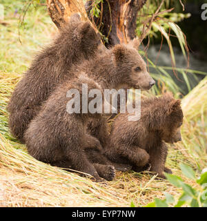 Four bear cubs looking in same direction