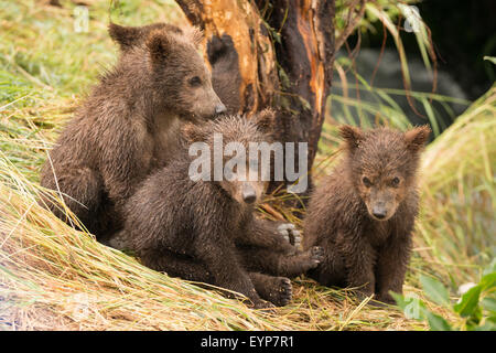 Four brown bear cubs sitting by tree Stock Photo