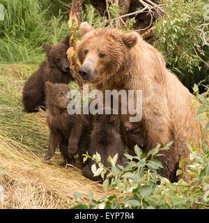 Four brown bear cubs sitting with mother Stock Photo