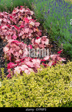 Lavender in flower with Heuchera and clipped hedge, lonicera nitida 'baggesen's gold' Stock Photo
