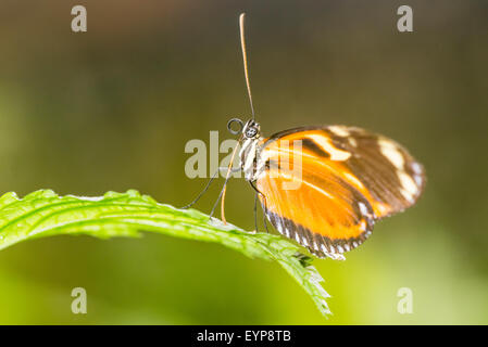 A Tiger-striped Longwing butterfly at rest Stock Photo