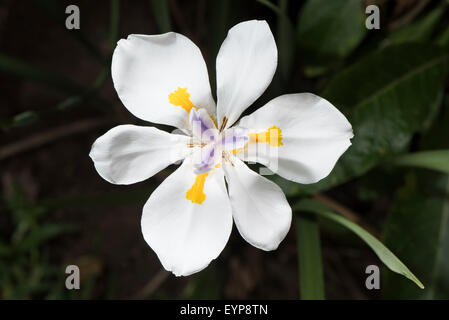 A Large Wild Iris in Costa Rica Stock Photo