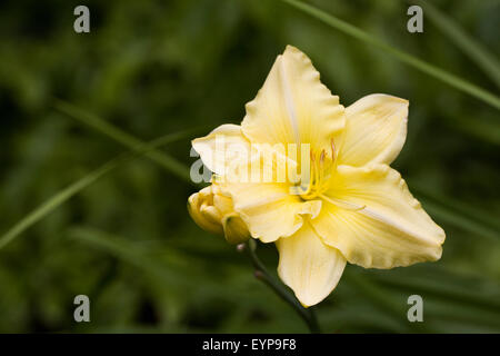 Hemerocallis in an English garden. Yellow day lily flower. Stock Photo