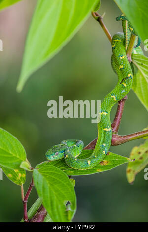 A side-striped Palm Viper in a tree Stock Photo
