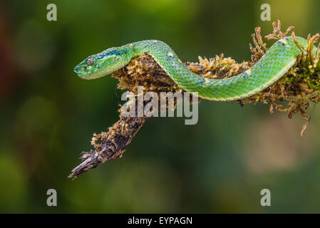 A side-striped Palm Viper in a tree Stock Photo