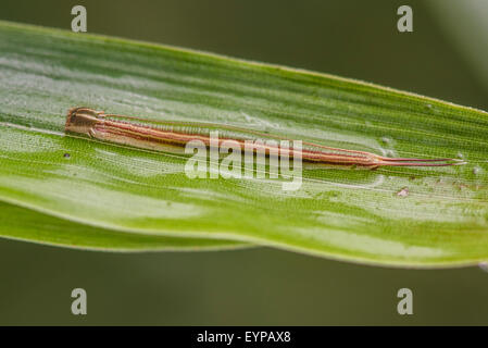 A caterpillar of the Purple Mort Blue butterfly Stock Photo