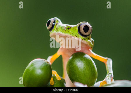 A Lemur Leaf Frog resting on a berry Stock Photo