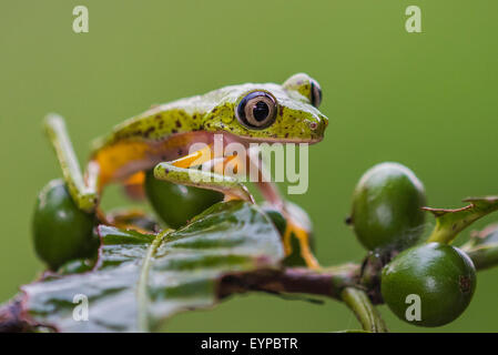 A Lemur Leaf Frog resting on a berry Stock Photo