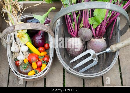 Wooden trug with freshly harvested various summer vegetables, including tomatoes, onion, courgettes, aubergine, garlic beetroot Stock Photo
