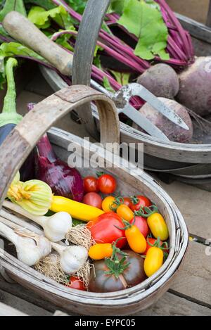Wooden trug with freshly harvested various summer vegetables, including tomatoes, onion, courgettes, aubergine, garlic and beetr Stock Photo