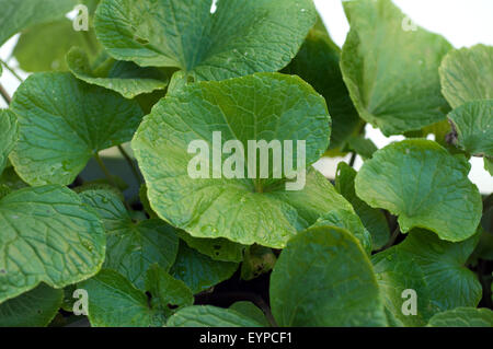 Wasabi, Japanese horseradish (Eutrema japonica, Wasabia japonica ...