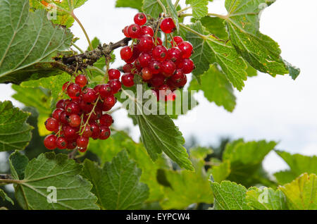 Fresh red currants at a branch with green leaves Stock Photo