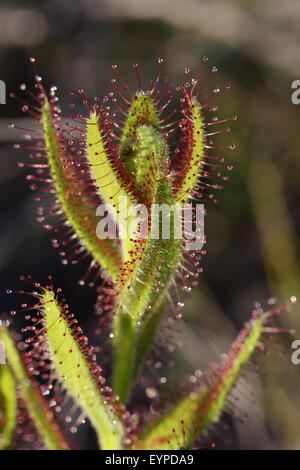 Sundew species in habitat on the banks of the Palmiet River close to Kleinmond, Western Cape Province, South Africa Stock Photo