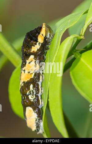 A larva of the Queen Swallowtail butterfly Stock Photo