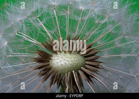 Dandelion head and seeds. Stock Photo