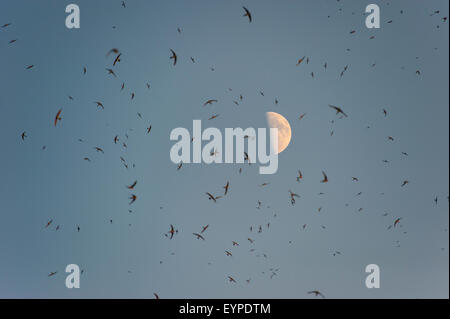 A huge flock of swallows under a bright moon Stock Photo