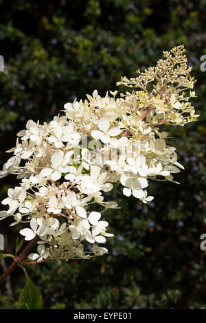 Creamy white sterile flowers of the later summer flowering Hydrangea paniculata 'Phantom' Stock Photo