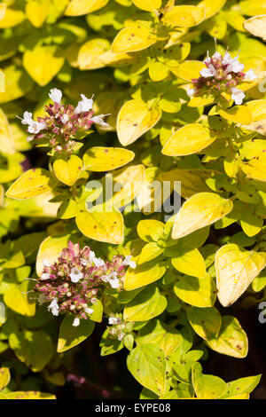Not often produced, the July flowers of Golden marjoram, Origanum vulgare 'Aureum' contrast with the yellow foliage Stock Photo