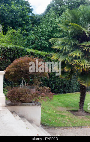 Bronze Japanese maple sits in a pot in the Italian garden at Mount Edgcumbe, Cornwall.  Trachycarpus fortunei alongside. Stock Photo