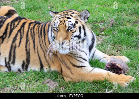 YORKSHIRE WILDLIFE PARK DONCASTER SOUTH YORKSHIRE Stock Photo - Alamy