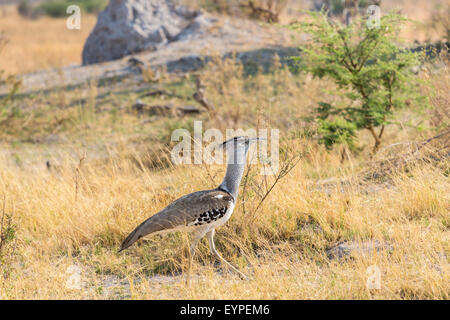 Secretarybird (Sagittarius serpentarius), an African mainly terrestrial bird of prey, in long grass, Okavango Delta, Kalahari, Botswana, southern Africa Stock Photo