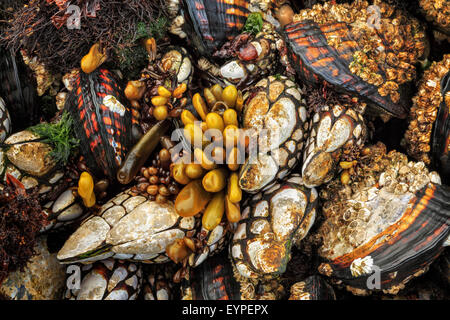 Barnacles, mussels and seaweed on rock at Tongue Point near Port Angeles in Washington State Stock Photo