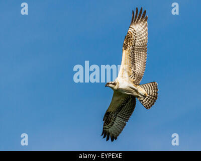 An osprey in flight Stock Photo