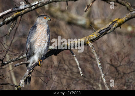 Fierce Coopers Hawk perched in a tree Stock Photo