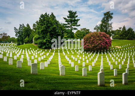 Rows of graves at the Arlington National Cemetery, in Arlington, Virginia. Stock Photo