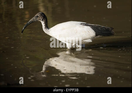 African sacred ibis (Threskiornis aethiopicus), Lake Ziway, Ethiopia Stock Photo