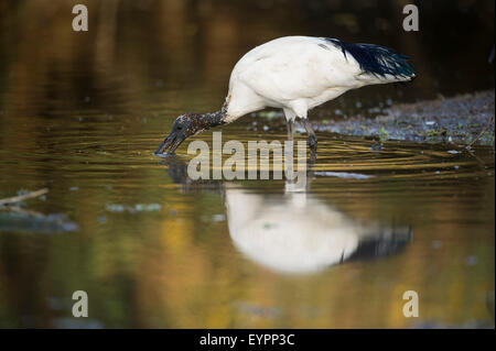 African sacred ibis (Threskiornis aethiopicus), Lake Ziway, Ethiopia Stock Photo