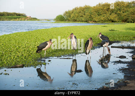 Marabou Storks, Leptoptilos crumeniferus, Lake Ziway, Ethiopia Stock Photo