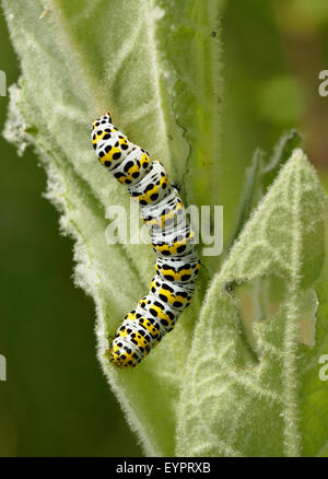 Mullein Moth Caterpillar - Cucullia verbasci Larvae on Mullein Leaf Stock Photo