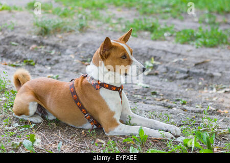 Outdoor portrait of basenji lying on the ground (shallow dof) Stock Photo