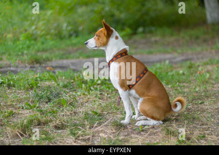 Outdoor portrait of basenji dog waiting for the master (shallow dof) Stock Photo
