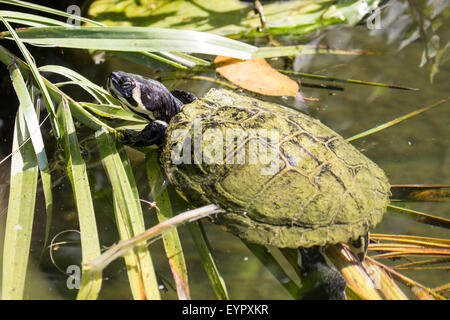 A pond slider turtle, Trachemys scripta scripta, swimming in a lake between the aquatic vegetation Stock Photo
