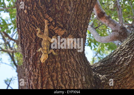 Lizard on the tree in cold