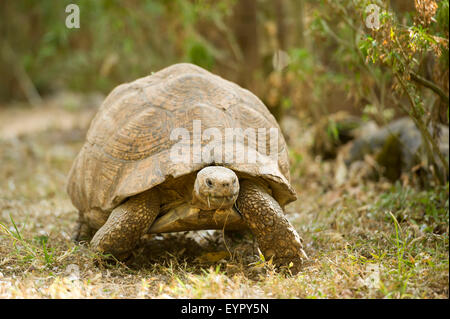 Leopard tortoise (Stigmochelys pardalis), large Abyssinian sub-species ...