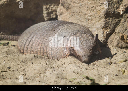 A big hairy armadillo, Chaetophractus villosus, resting on the sand in a sunny day Stock Photo
