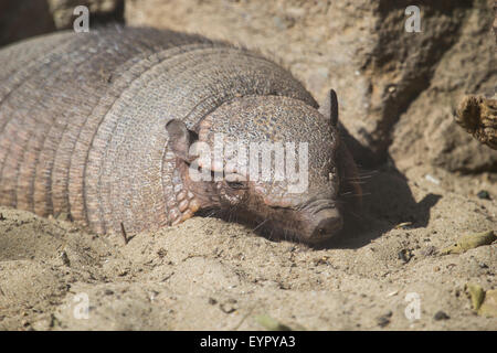 A large hairy armadillo, Chaetophractus villosus, resting on the sand in a sunny day Stock Photo