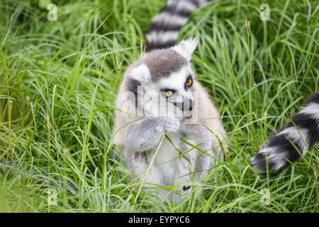 A ring-tailed lemur, Lemur catta, eating at the ground between the grass Stock Photo