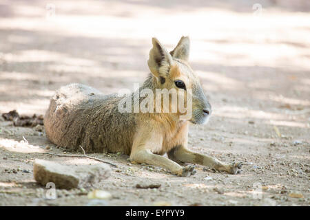 A patagonian mara, Dolichotis patagonum, resting at the ground. This relatively large rodent can be found in open and semi-open Stock Photo