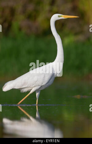 Western Great Egret, Campania, Italy Stock Photo