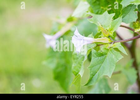 Beautiful brugmansia flowers growing in garden. Close up of violet flowers. Stock Photo