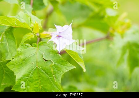 Beautiful brugmansia flowers growing in garden. Close up of violet flowers. Stock Photo