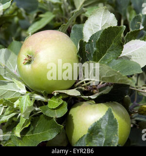 Apfel, James Grieve, Apfelsorte, Apfel, Kernobst, Obst, Stock Photo