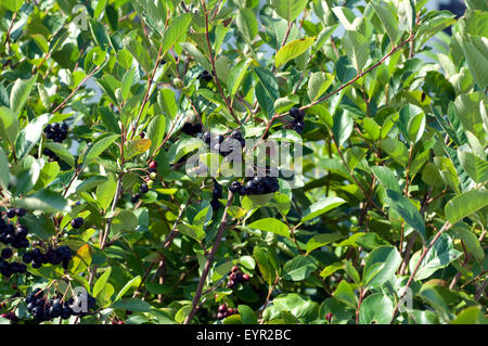 Apfelbeere; Aronia; Schwarze; Apfelbeeren; Zwergvogelbeere; Stock Photo