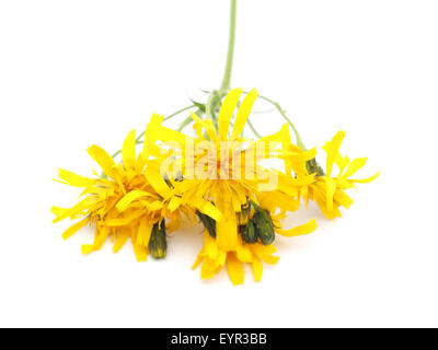 crepis flower on a white background Stock Photo